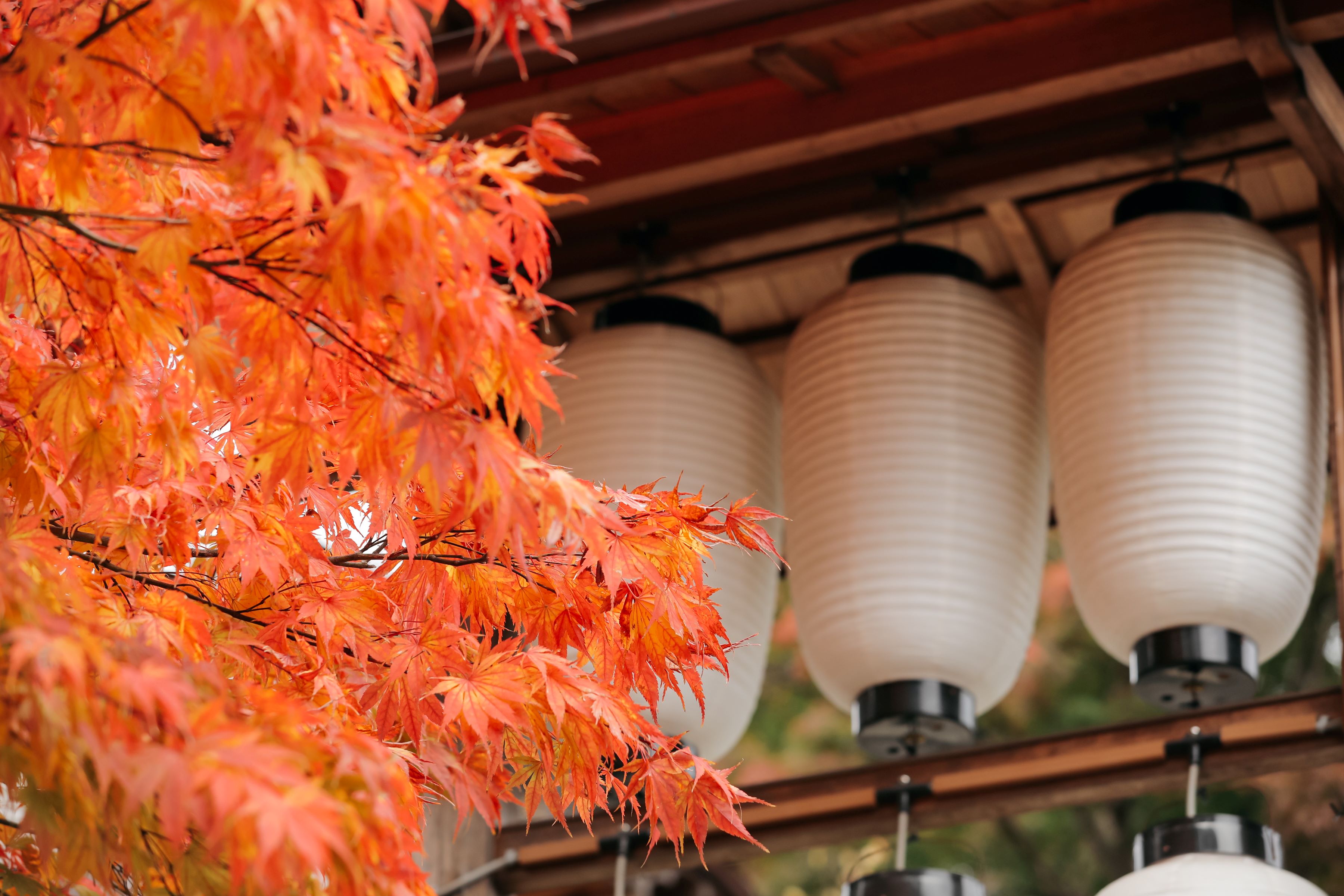 小さな結婚式横浜店～秋は紅葉?伊勢山皇太神宮で和装神前式～